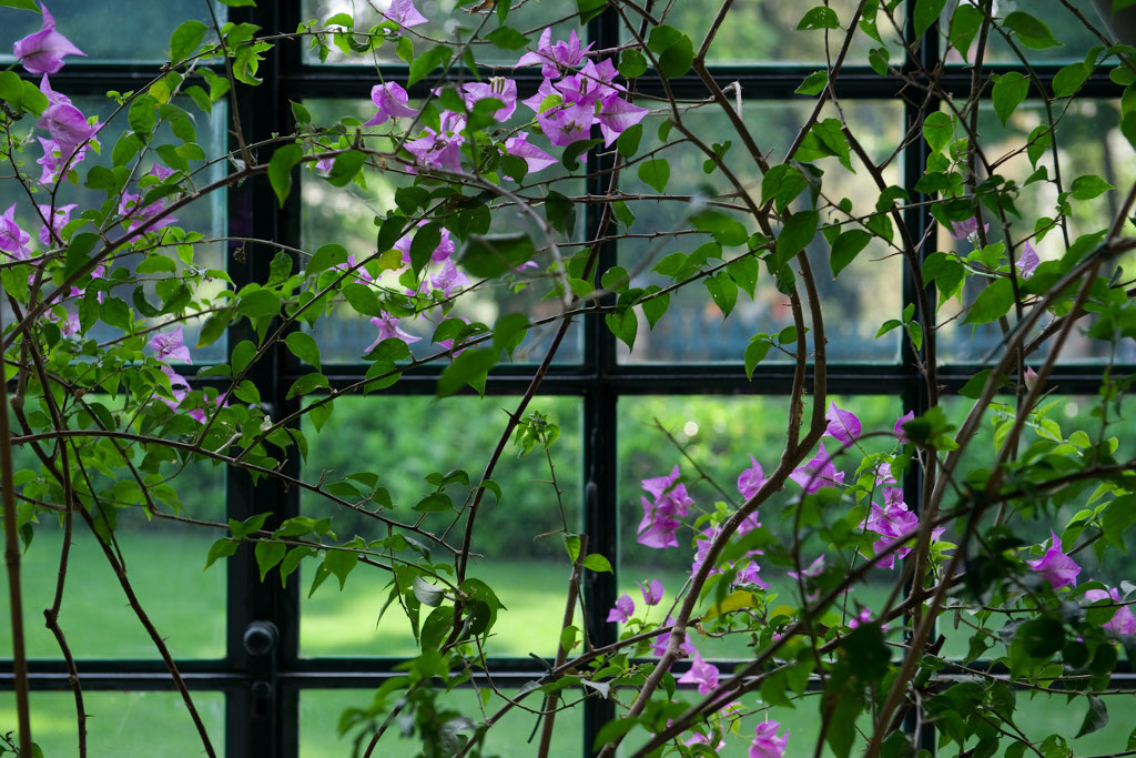 Magasin de fleurs